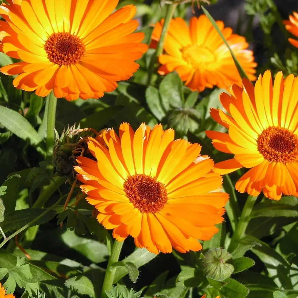 Calendula-Flowers.webp