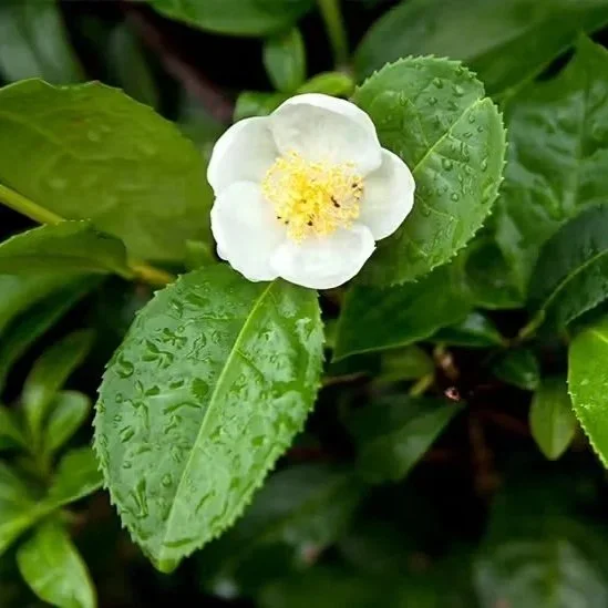 camellia-sinensis.webp