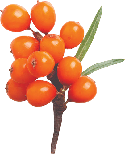 SEABUCKTHORN.webp