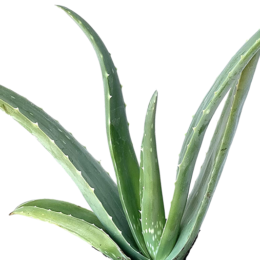 aloe-vera.webp