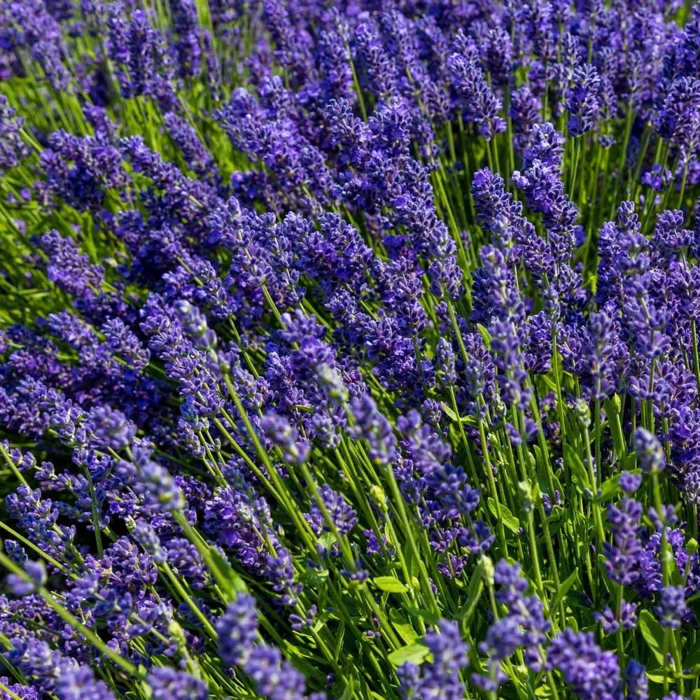 Lavender.webp