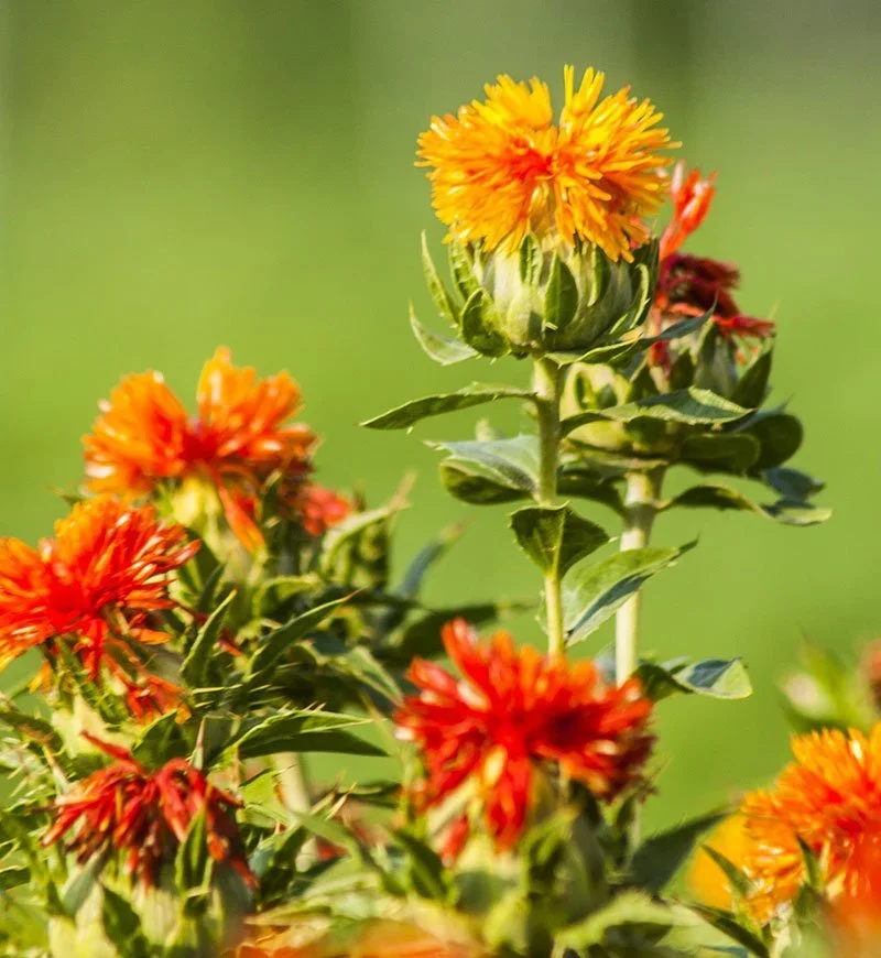 safflower.webp
