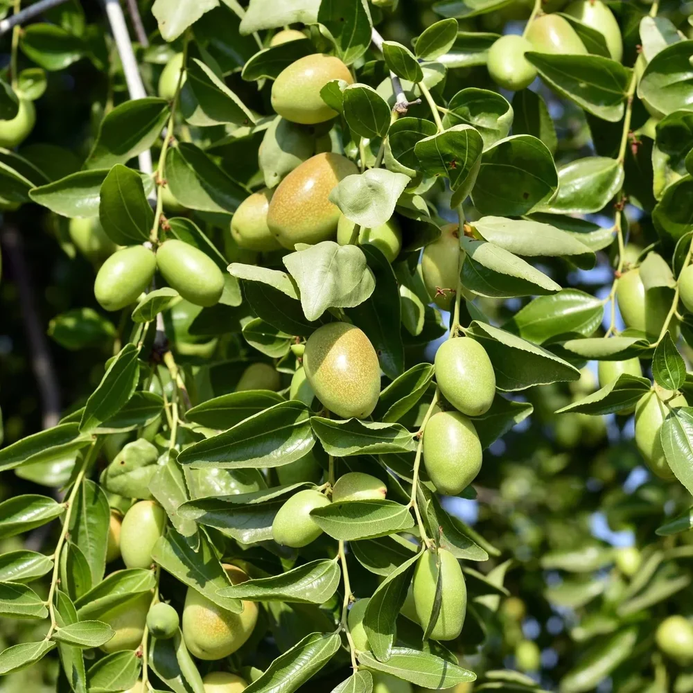 jojoba.webp