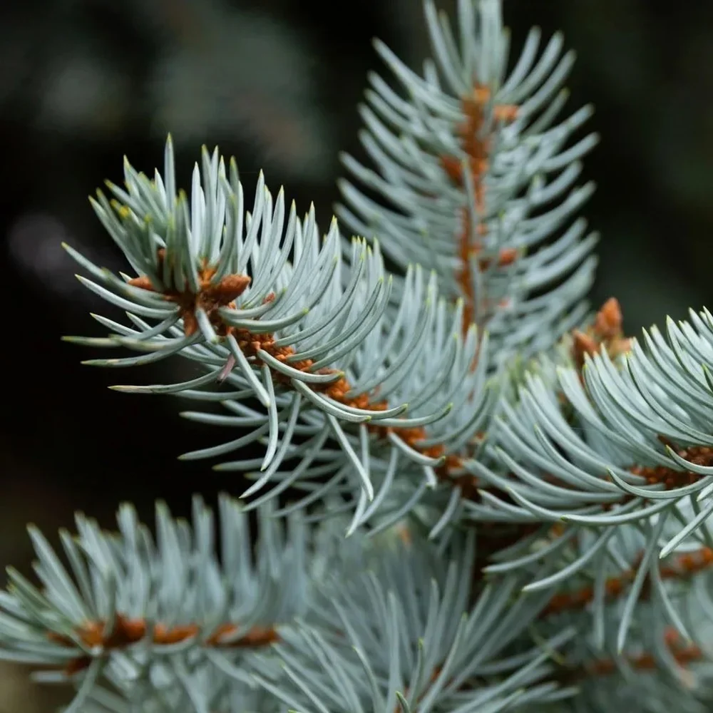 BLUE-SPRUCE.webp