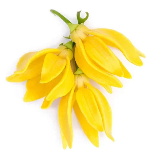 Ylang-Ylang.webp