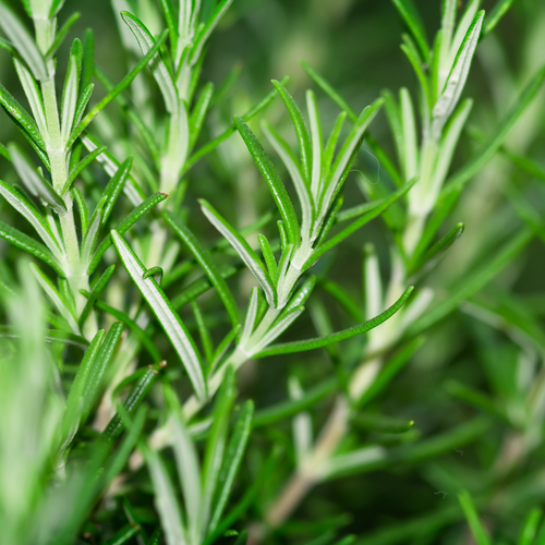 rosemary.webp