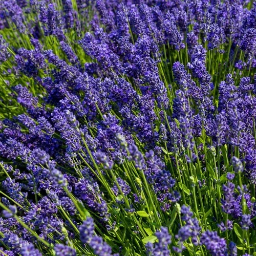 Lavender.webp