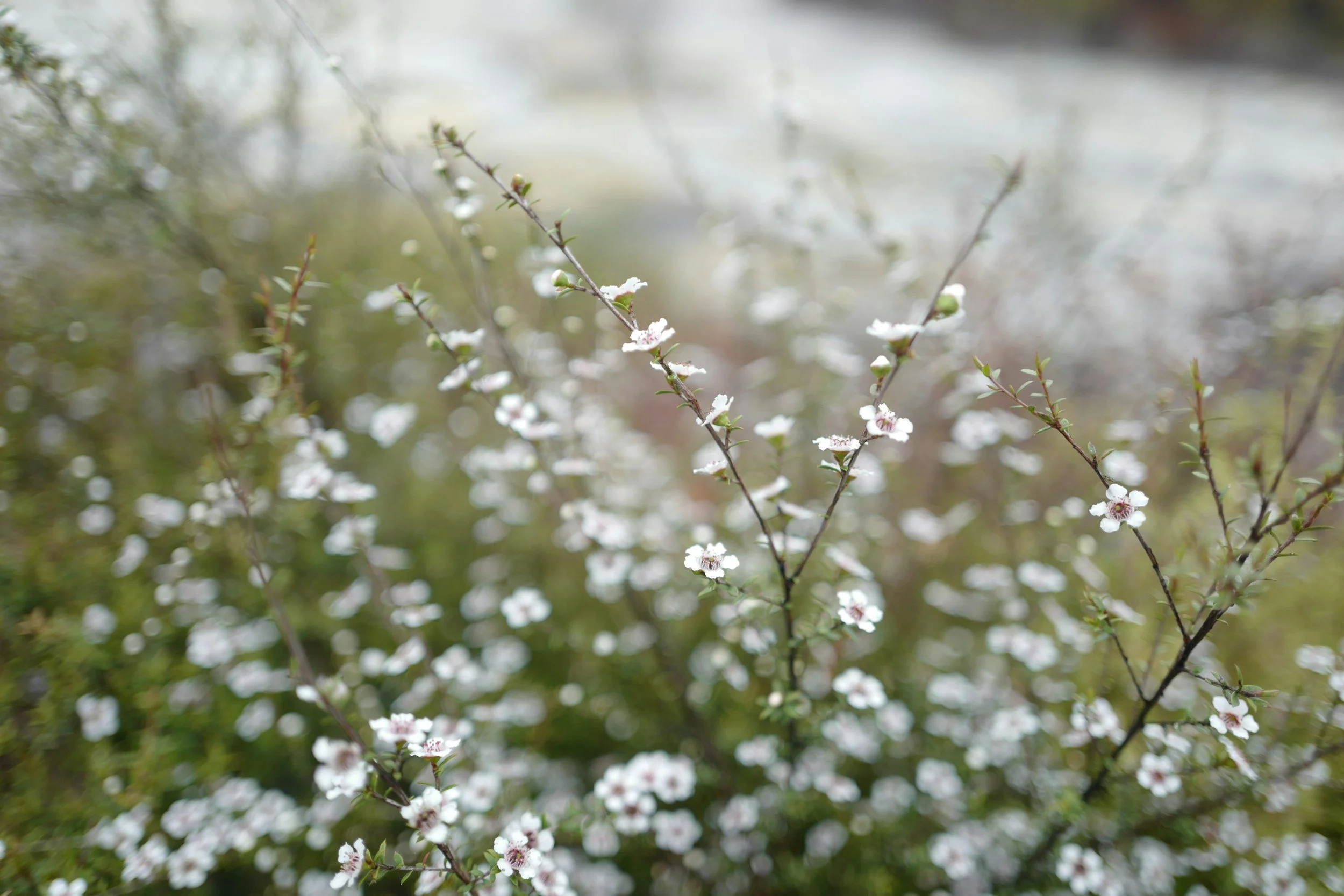 WHY YOUR BODY WASH SHOULD HAVE MĀNUKA HONEY IN IT