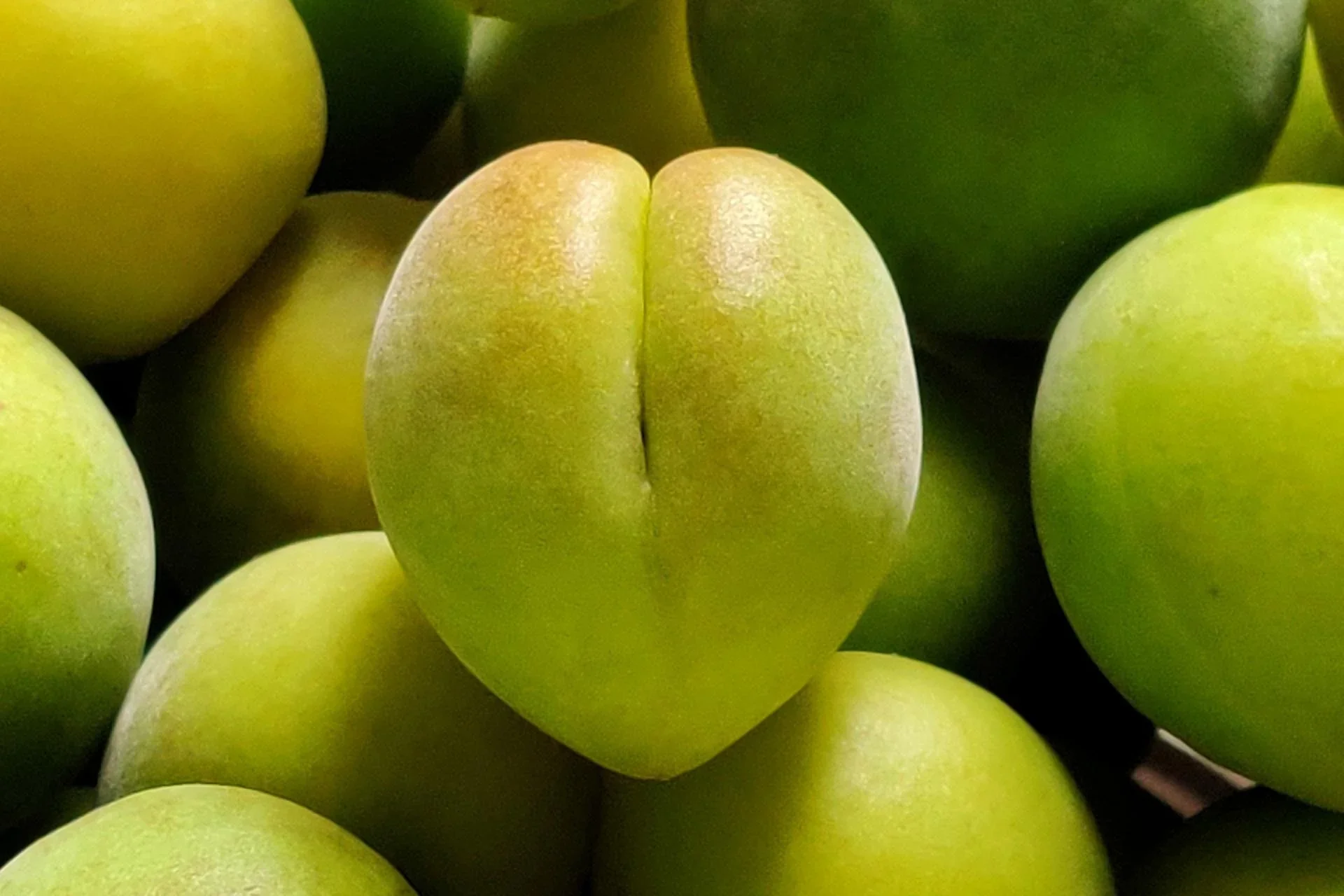 kakadu_plum.webp