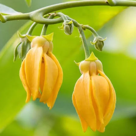 ylangylang.jpg