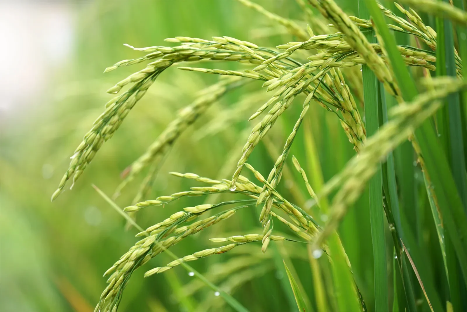 rice-natural-form.webp