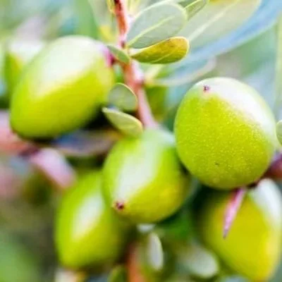 ARGAN.jpg