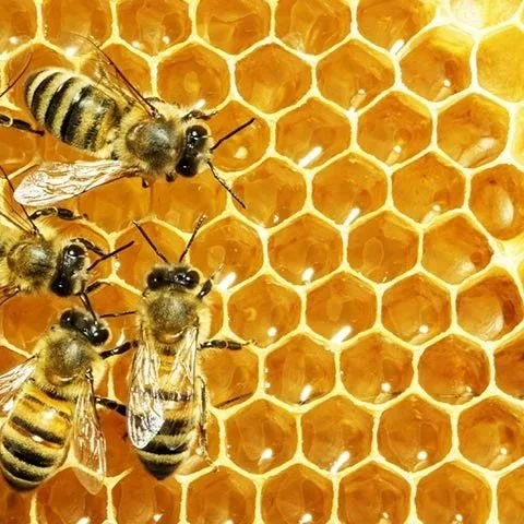 beeswax.jpg