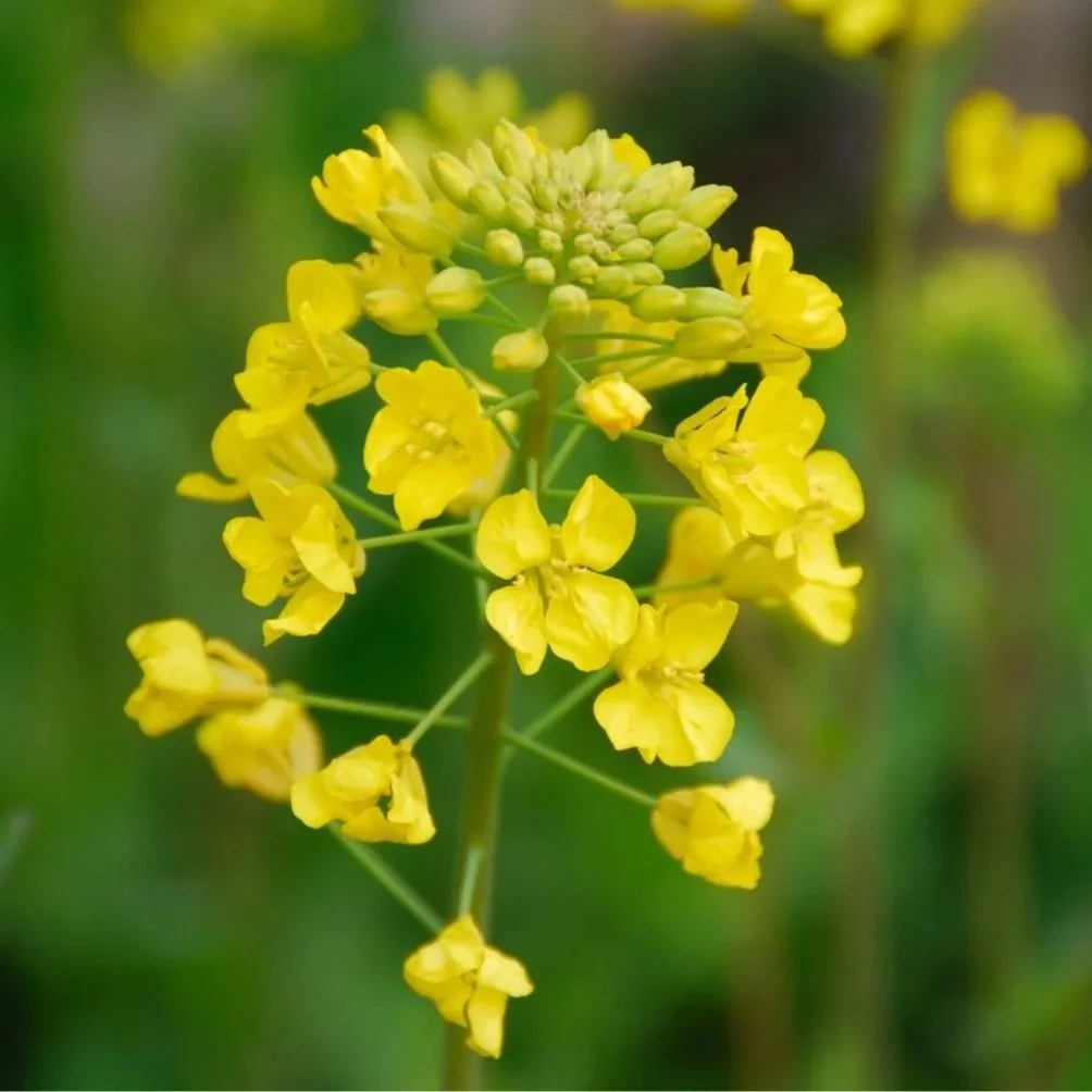 mustard-plant.jpg