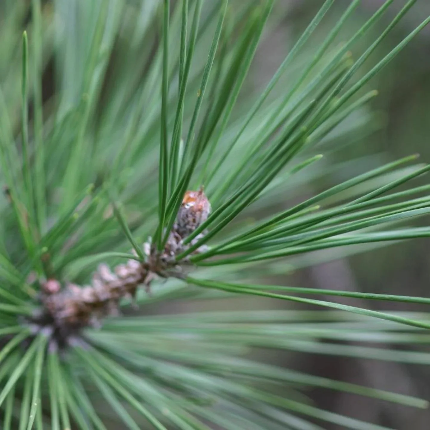 BLACK+PINE+NEEDLE.jpg