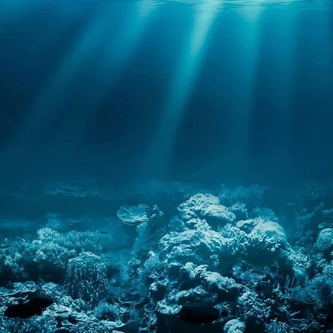 zeichstein-seabeds.jpg