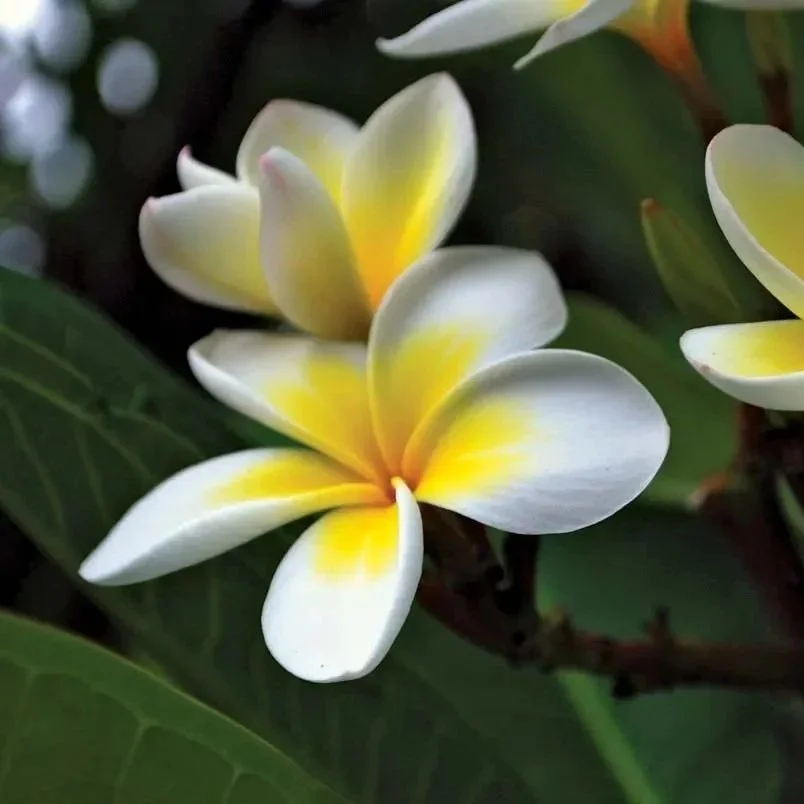 FRANGIPANI.jpg