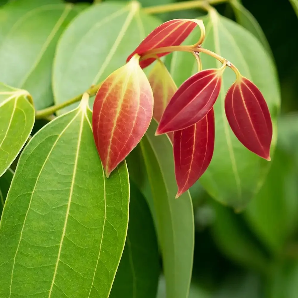 cinnamon-leaf.jpg