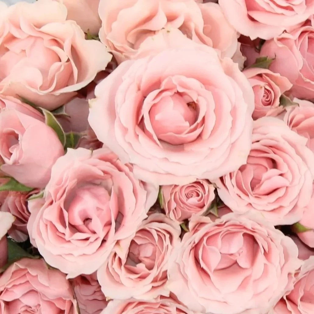ROSE.jpg