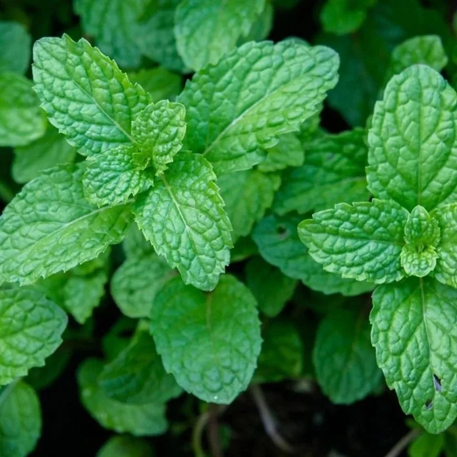 peppermint.jpg