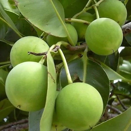 tamanu-oil.jpg