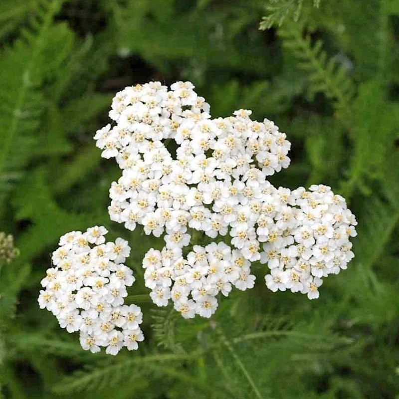 Yarrow.jpg