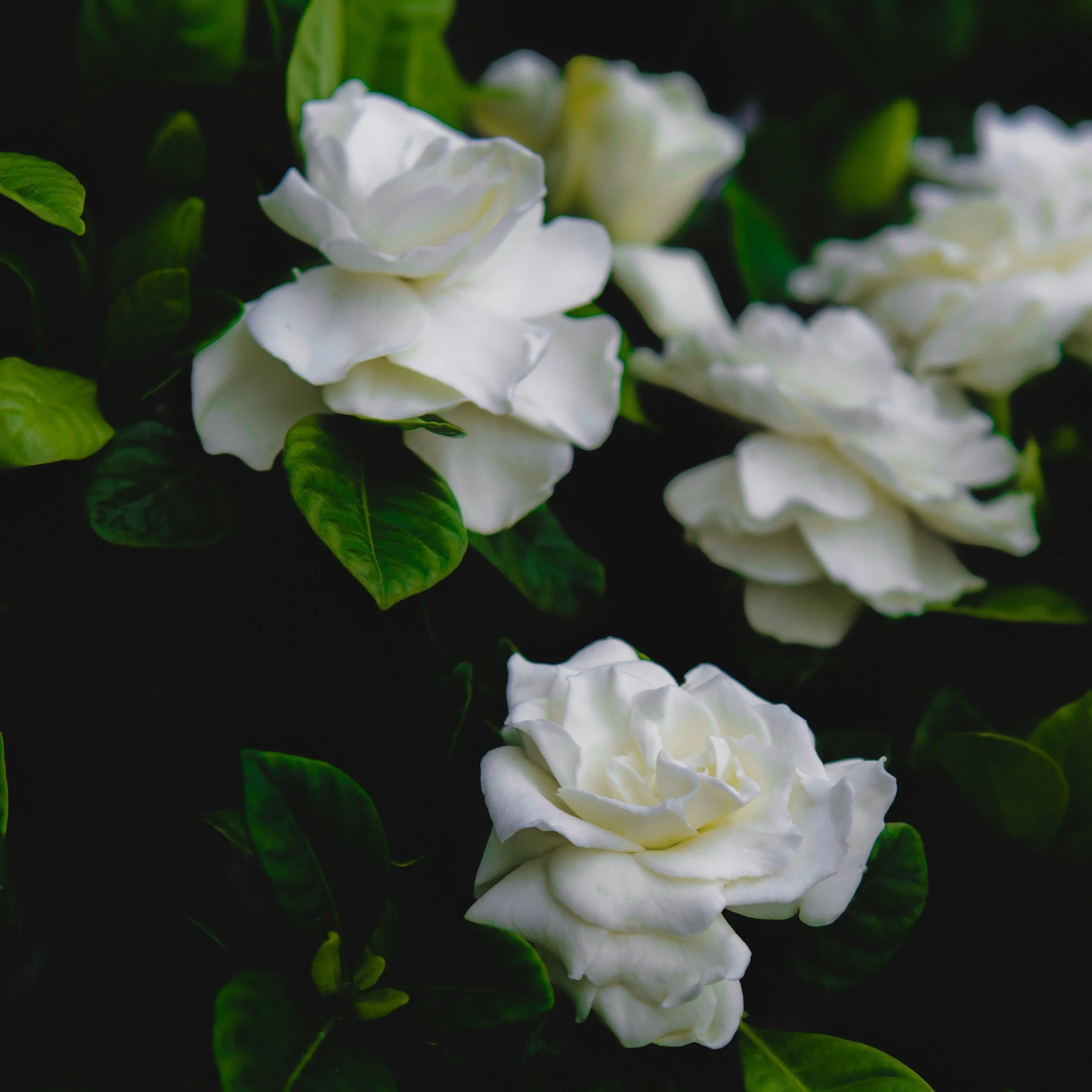 Candle Scented with Sandalwood, Coconut and Gardenia