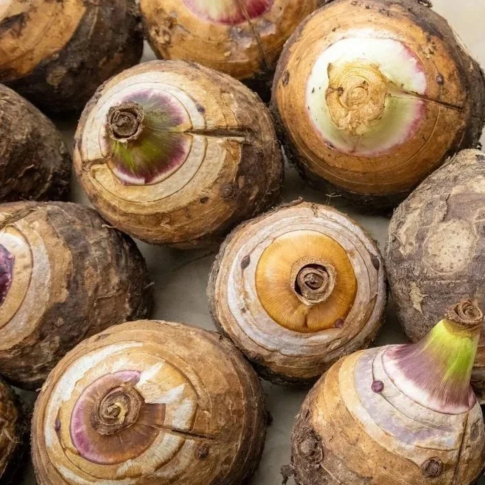 ARROWROOT.jpg