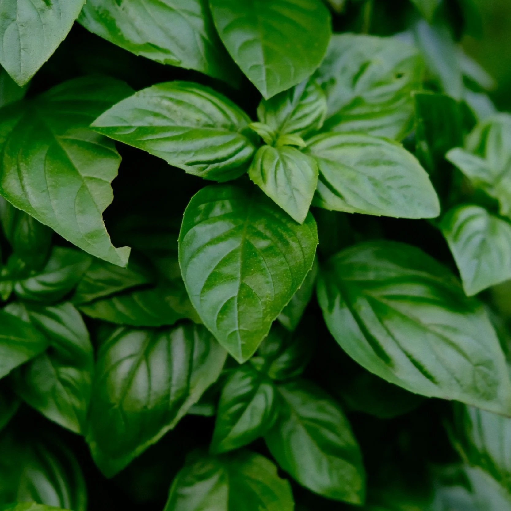 Basil Leaves Spring Candle Fragrance Profile