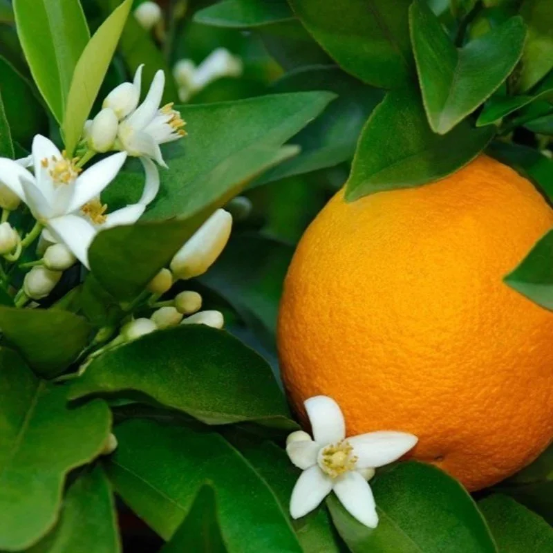 neroli.jpg
