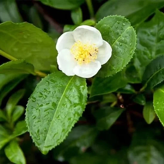 camellia-sinensis.jpg
