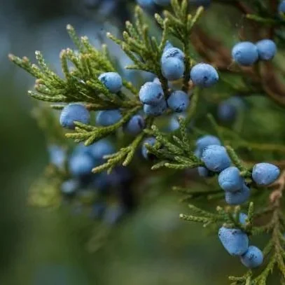 JUNIPER.jpg