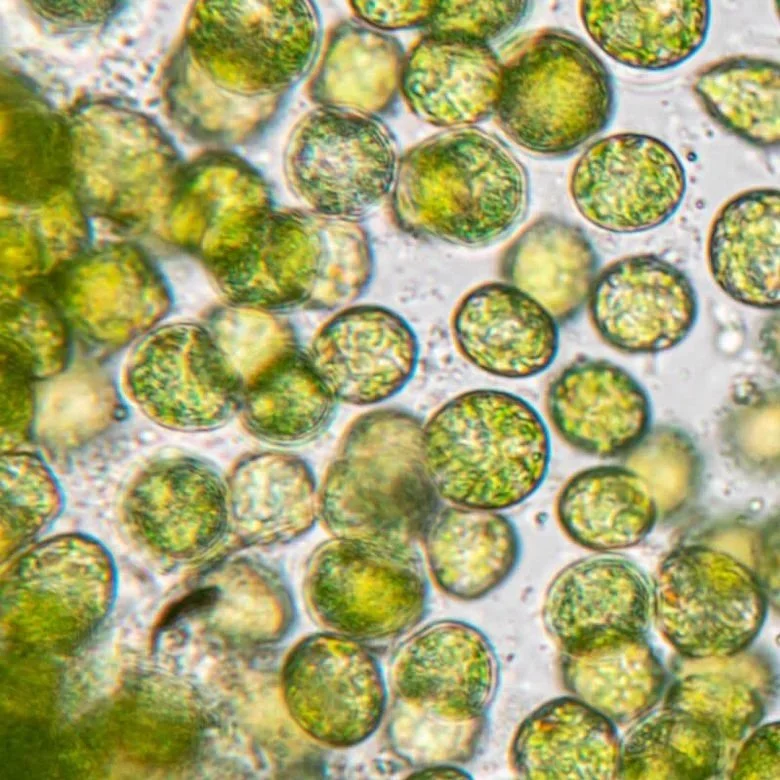 CHLORELLA.jpg