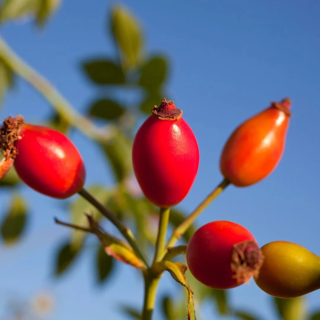 ROSEHIP.jpg