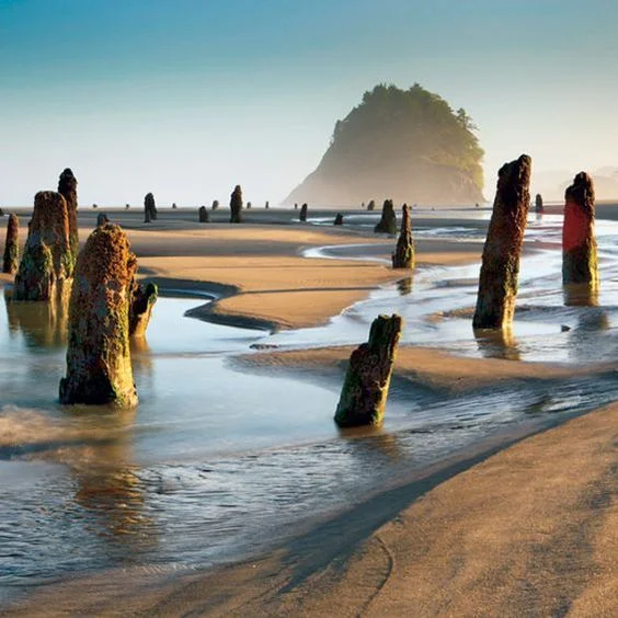 Neskowin Ghost Forest, Oregon Photo: Race Jones/Outlive Creative Source: Via Magazine Pinterest Inspiration