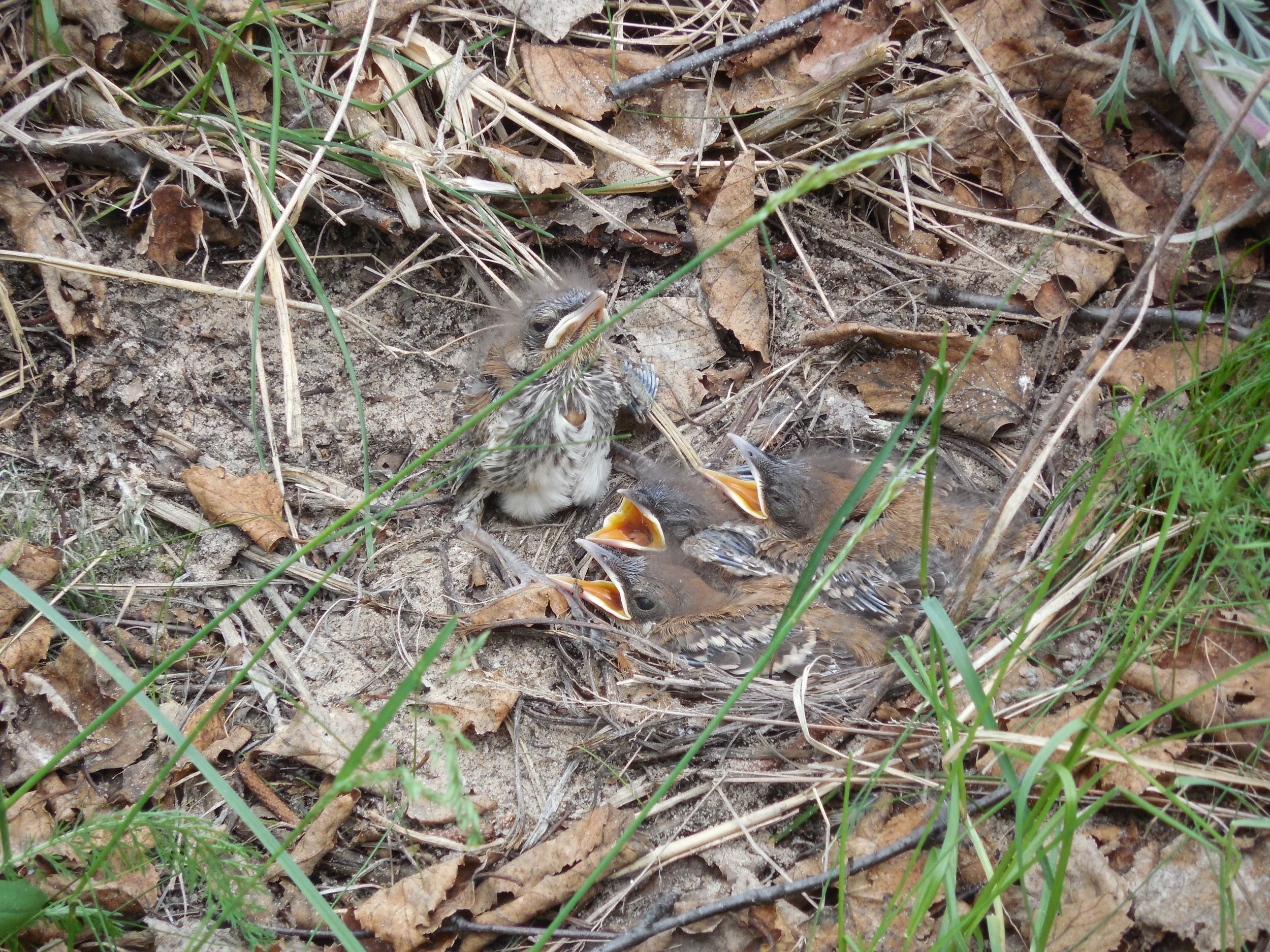 2017, June 17, Flora & Fauna, Brown thrasher chicks.JPG