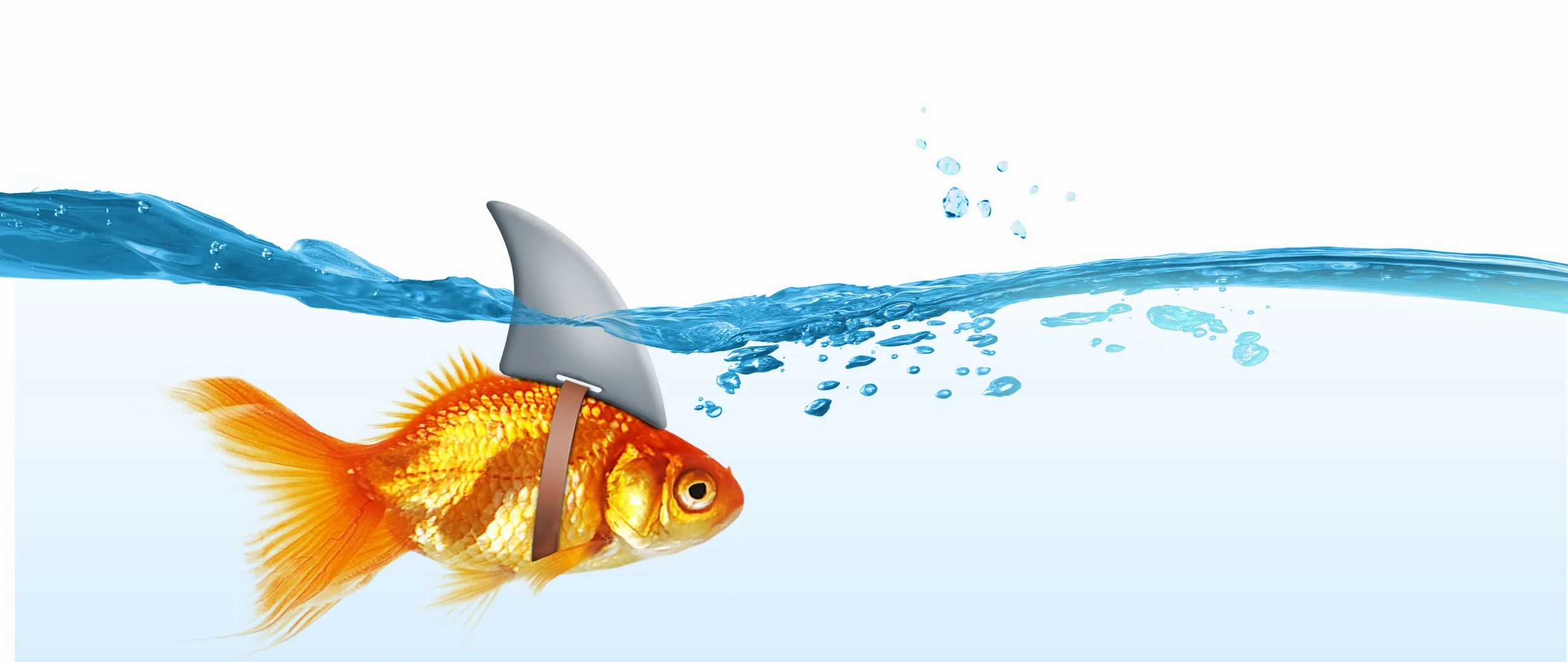 shutterstock_456771235.jpg