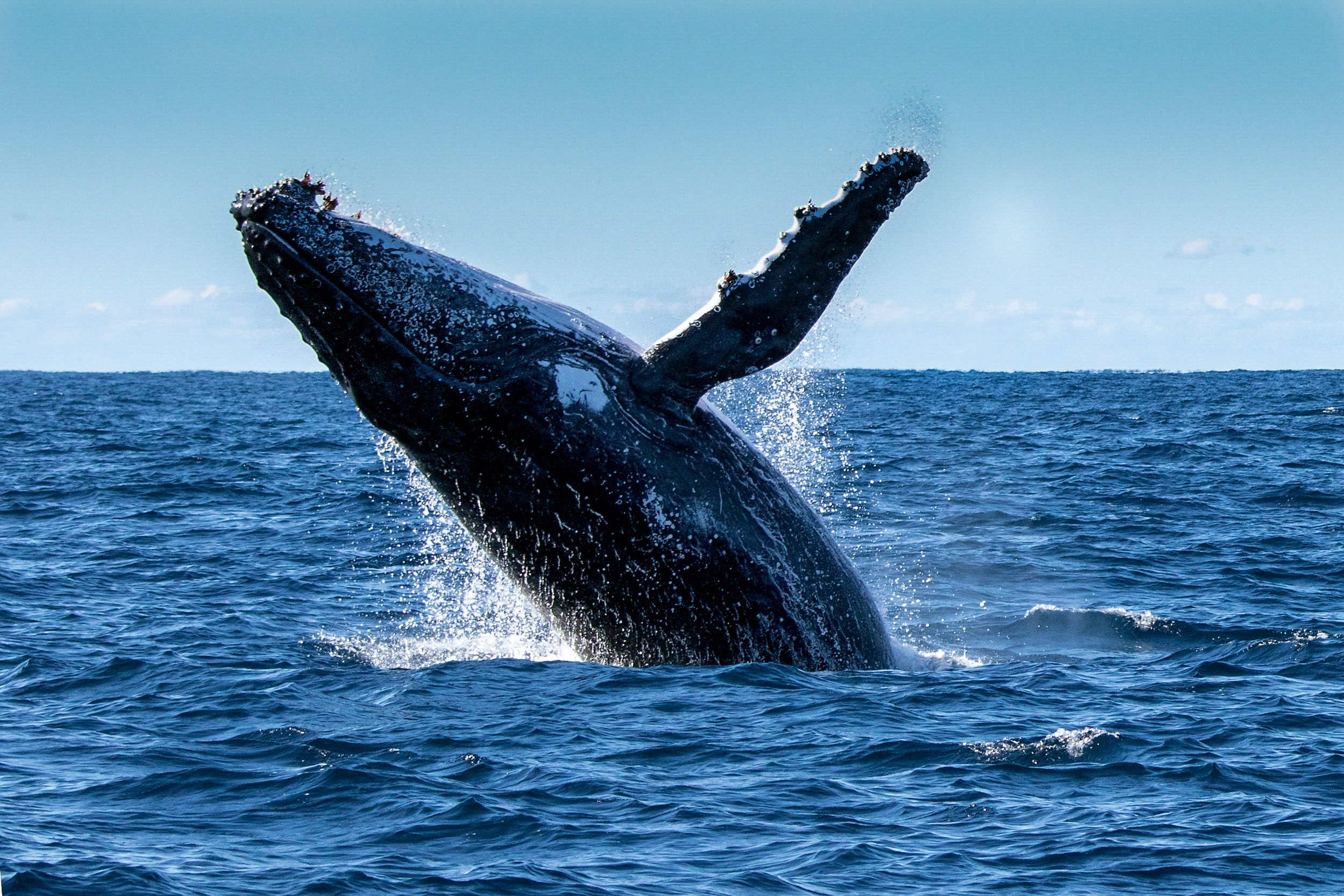 Humpback Whale.jpeg