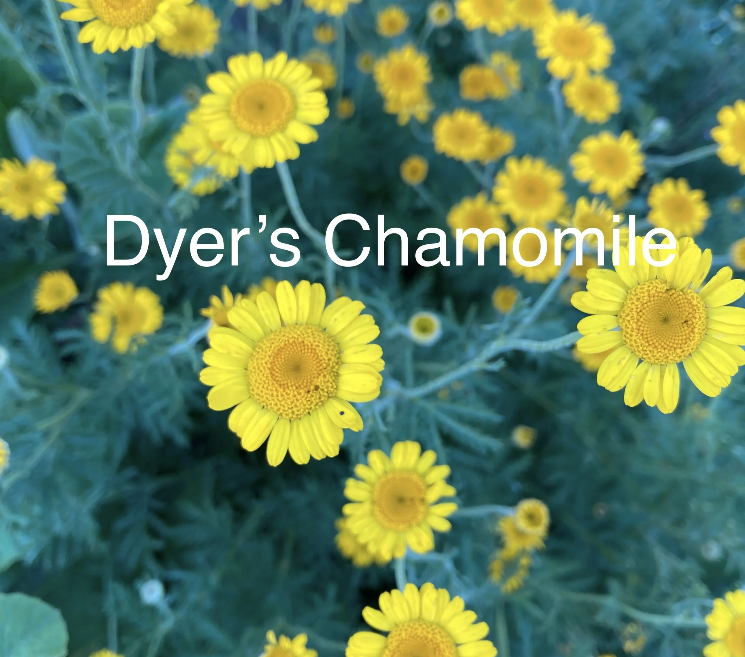 Dyers Chamomile.jpg