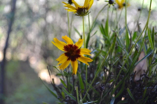 coreopsis.jpeg