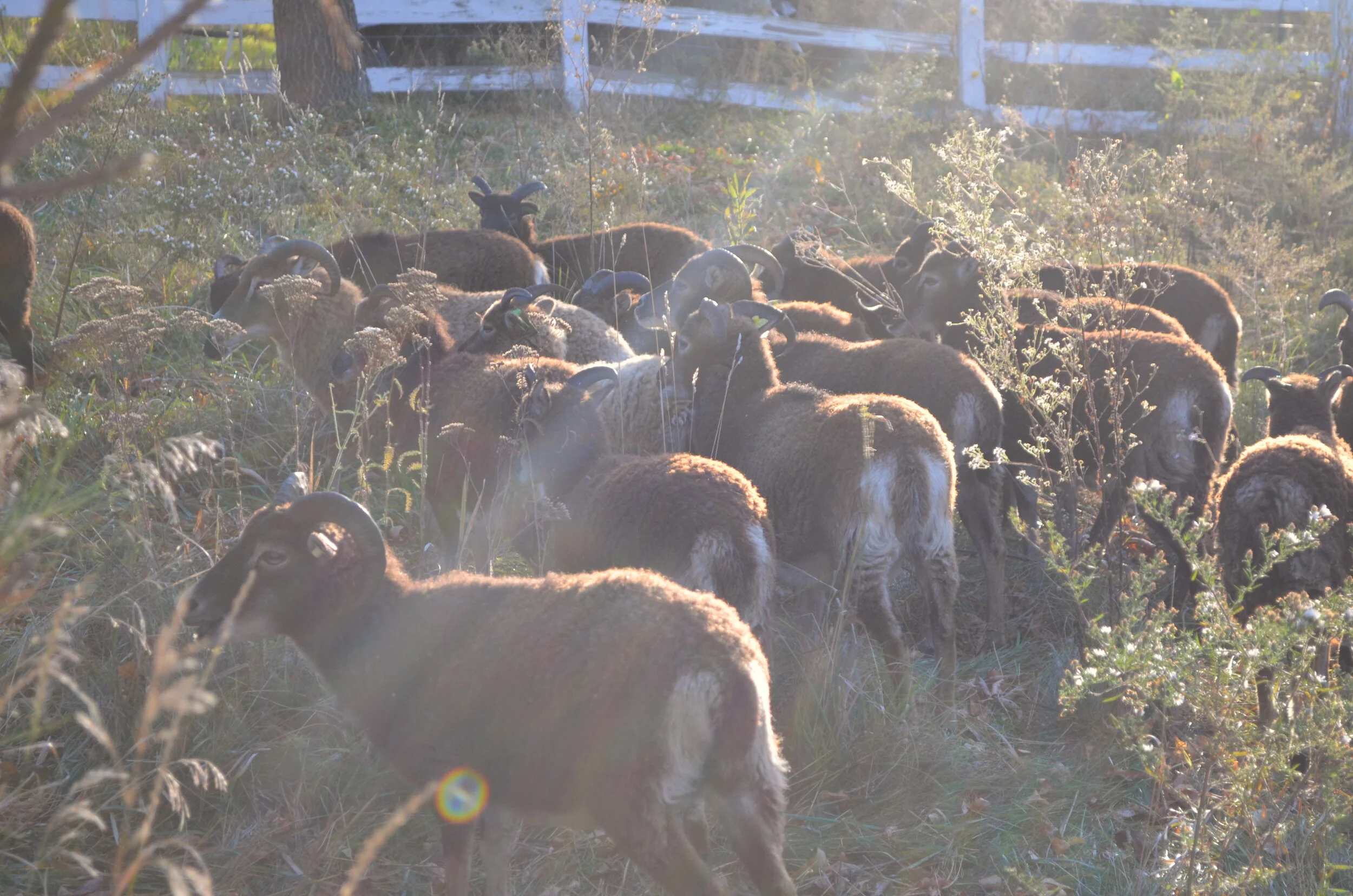 soay in the field.jpeg