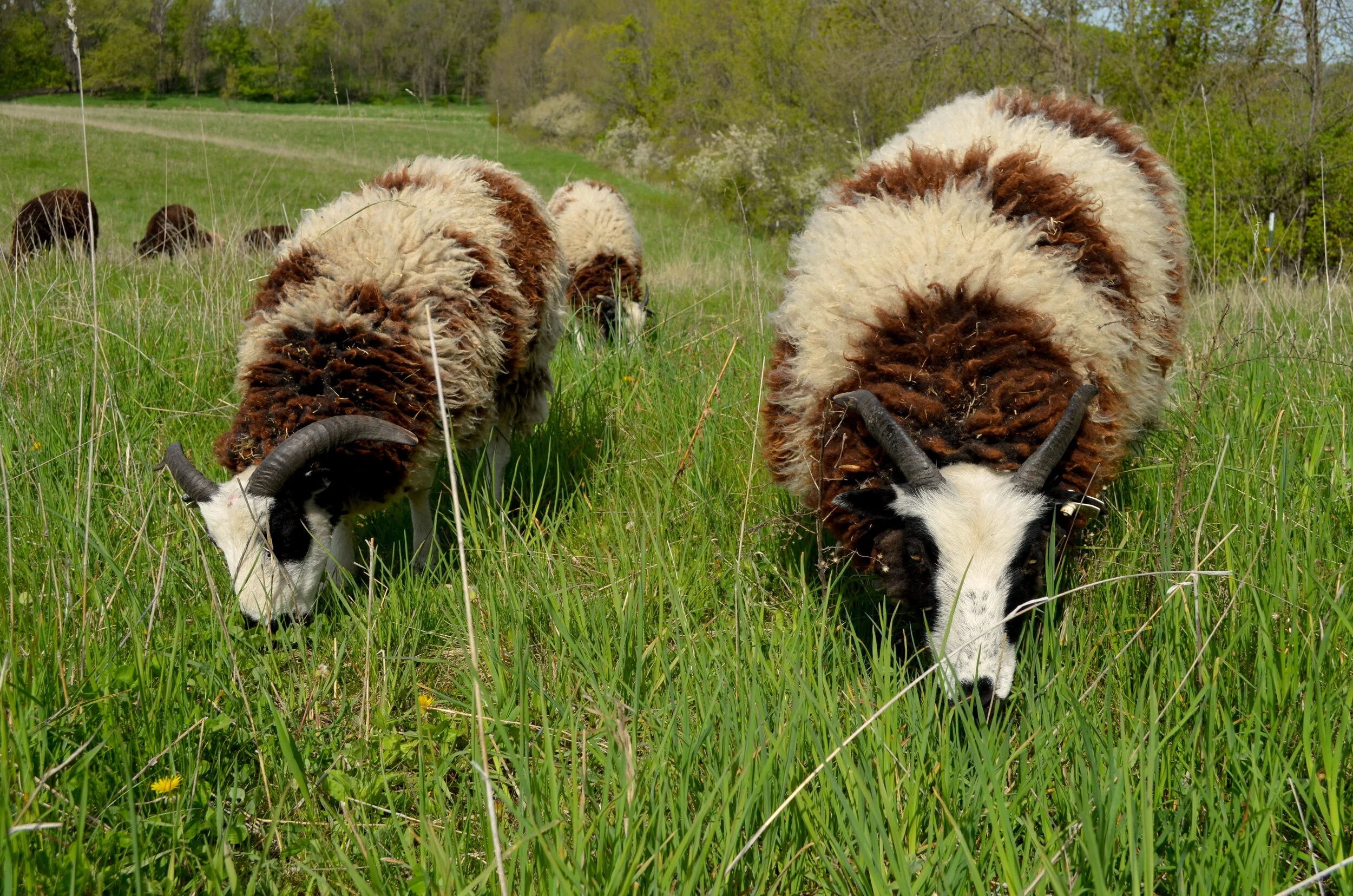 grazing jacob sheep.JPG