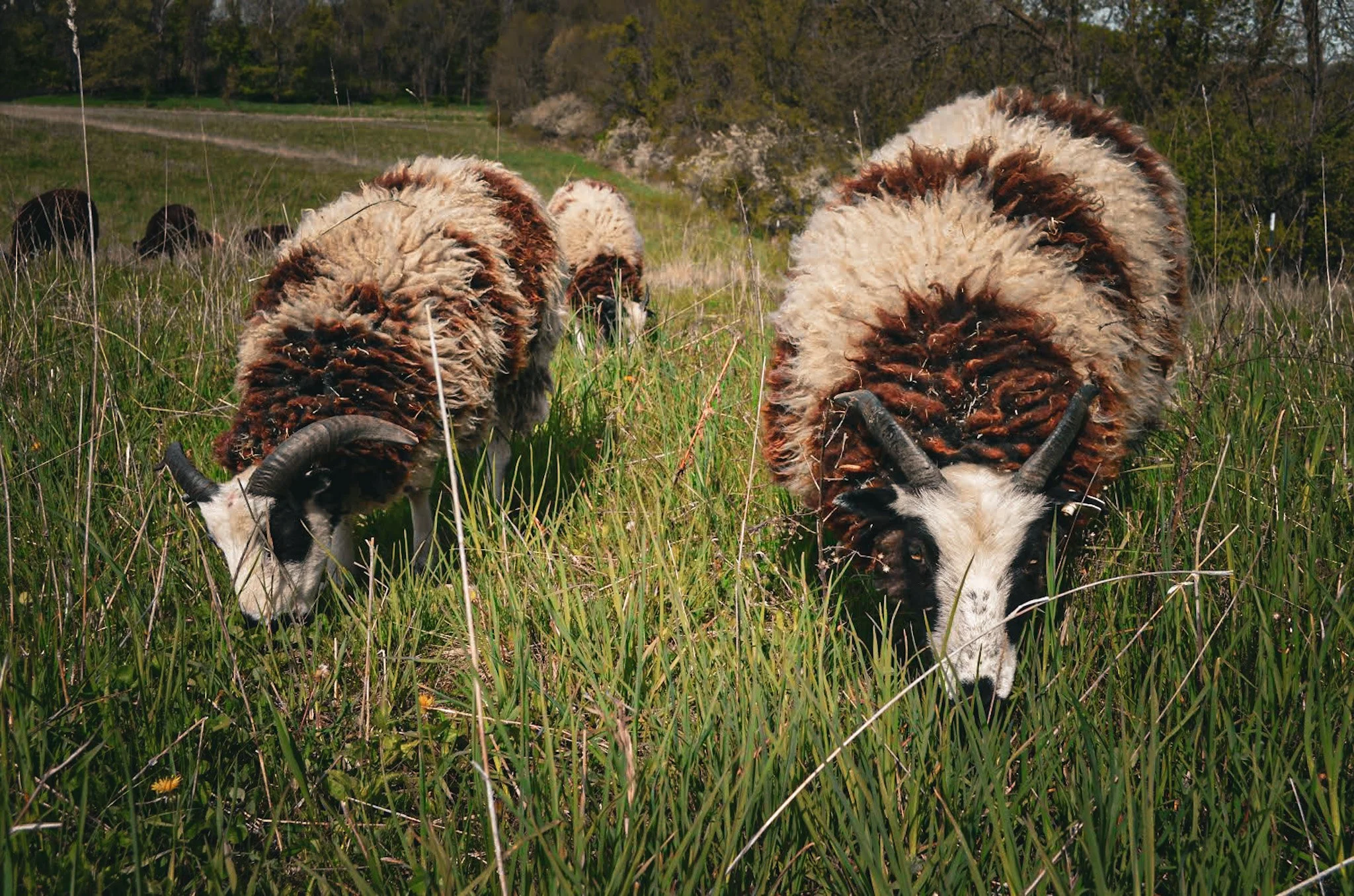 Jacob Sheep grazing.JPG