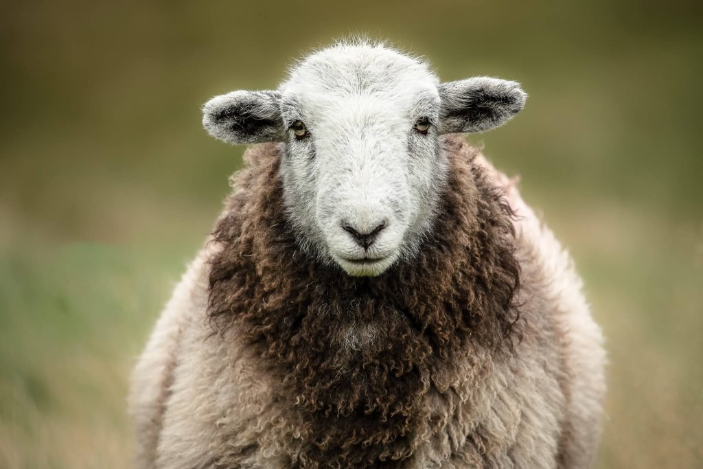 Online Breed Study Class: Herdwick Sheep