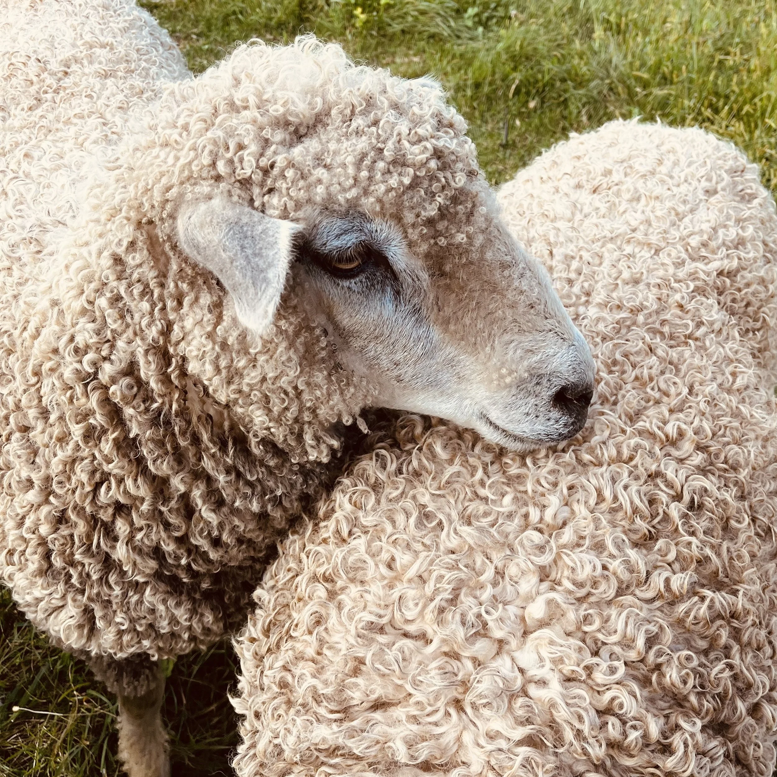 Breed Study: Spinning Local Sheep Breeds of Wisconsin