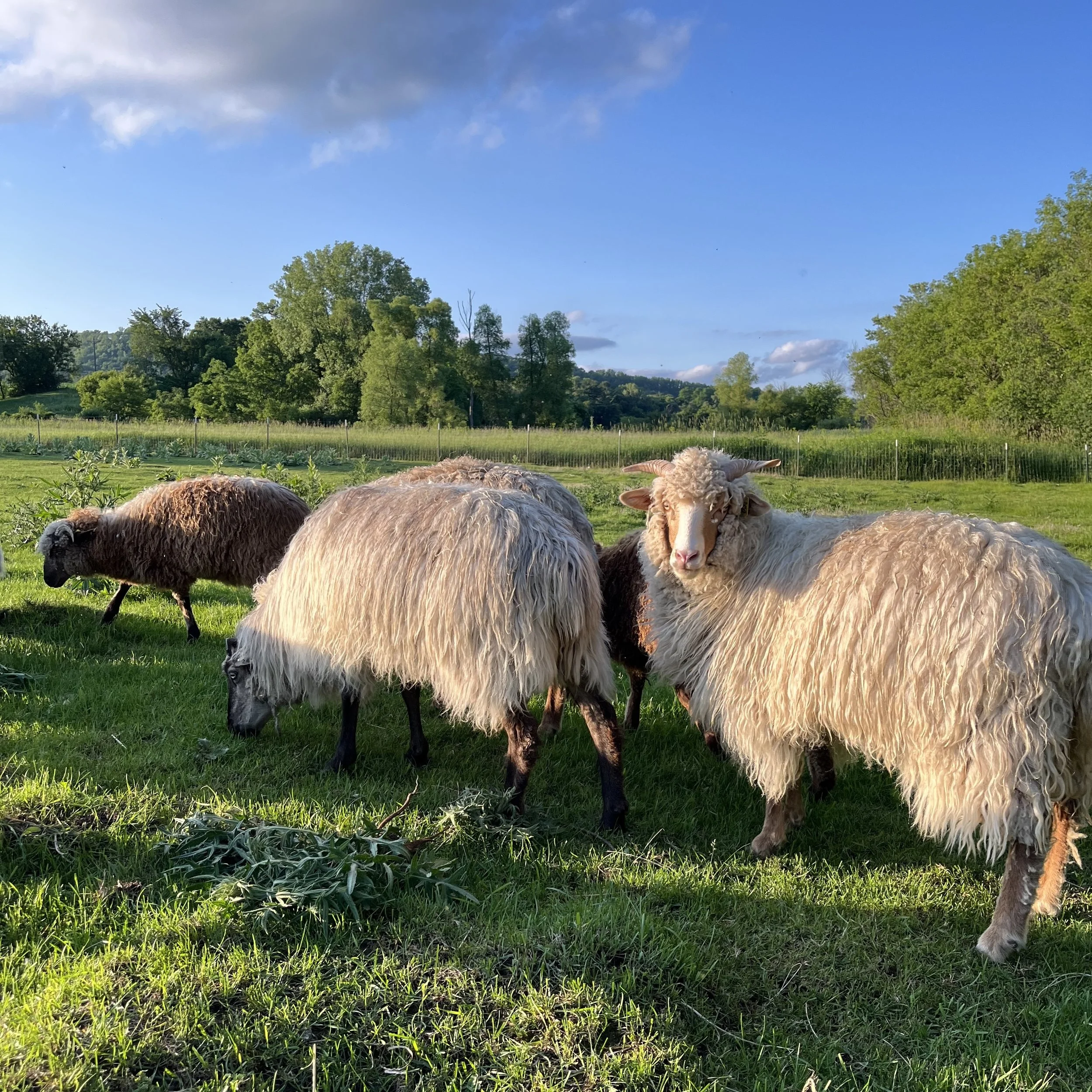 A Tale of Two Breeds: Spanish Merino and Navajo Churro Sheep