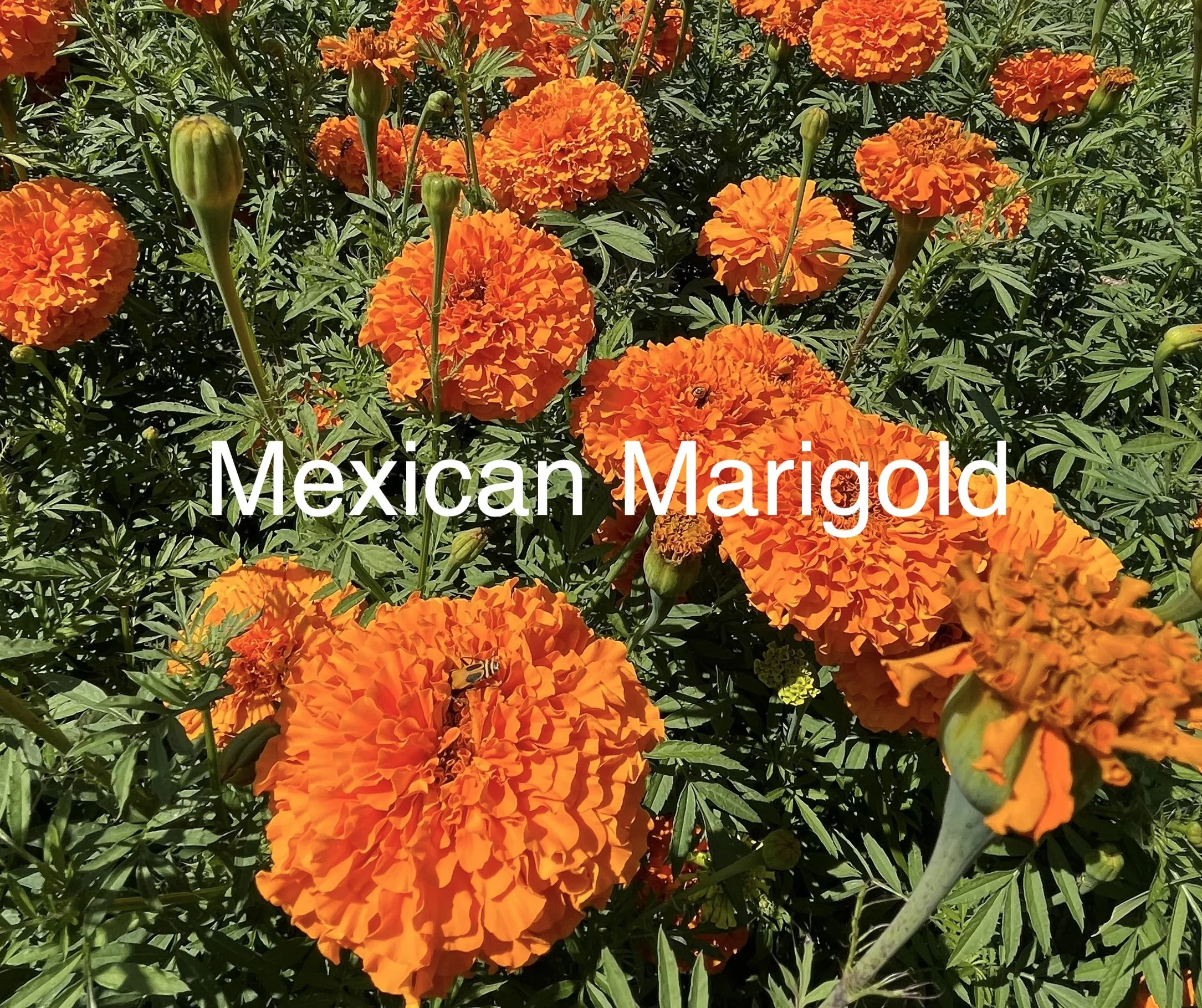 Mexican Marigold.jpg