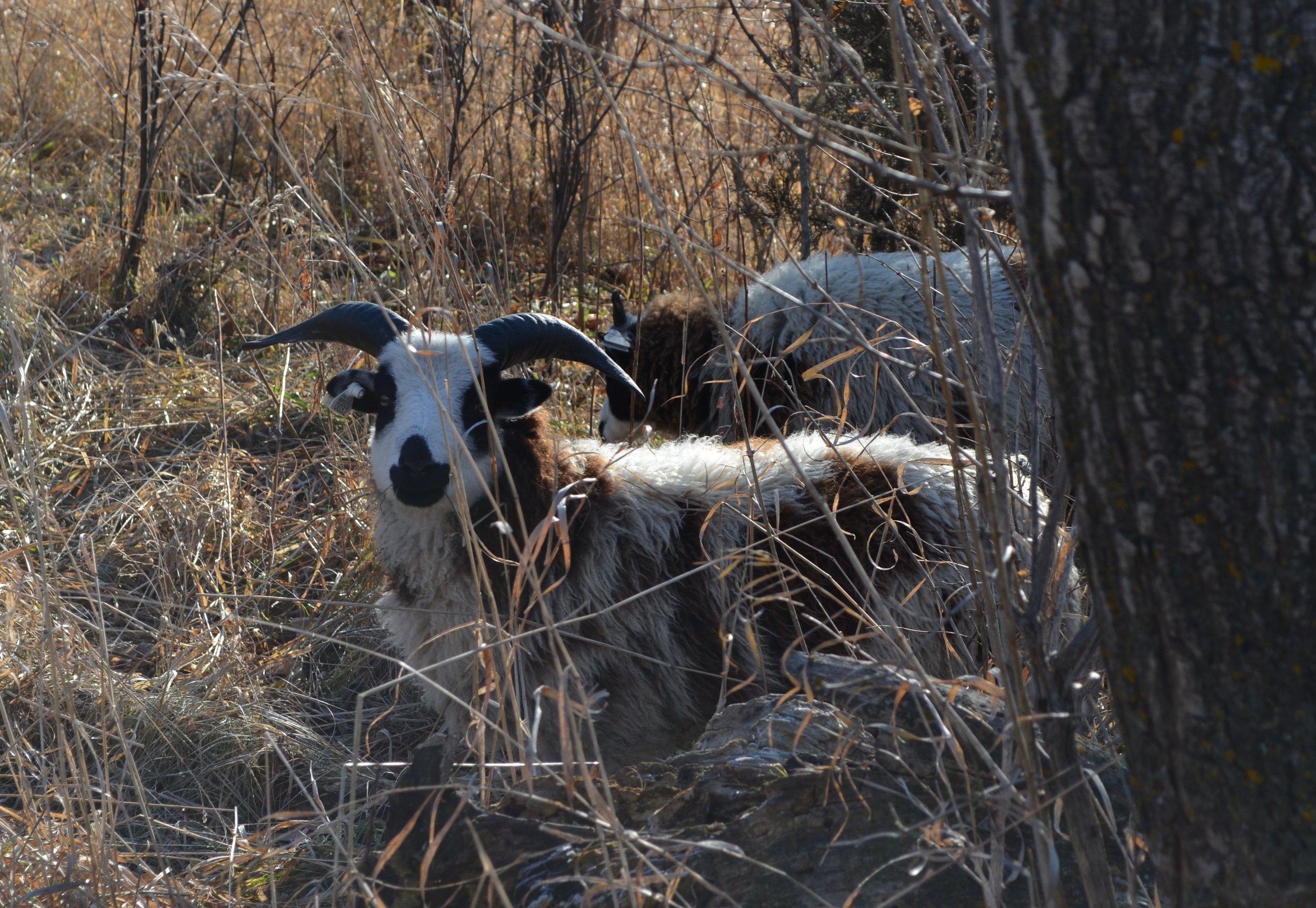 Percival Lamb.JPG