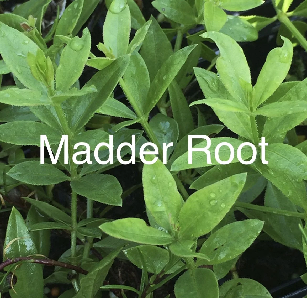Madder Root.jpg