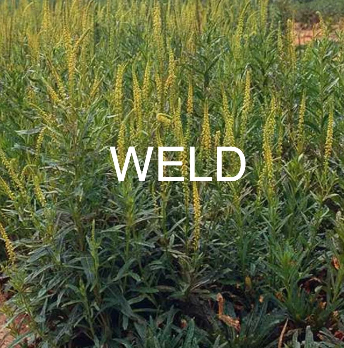 Weld.jpg